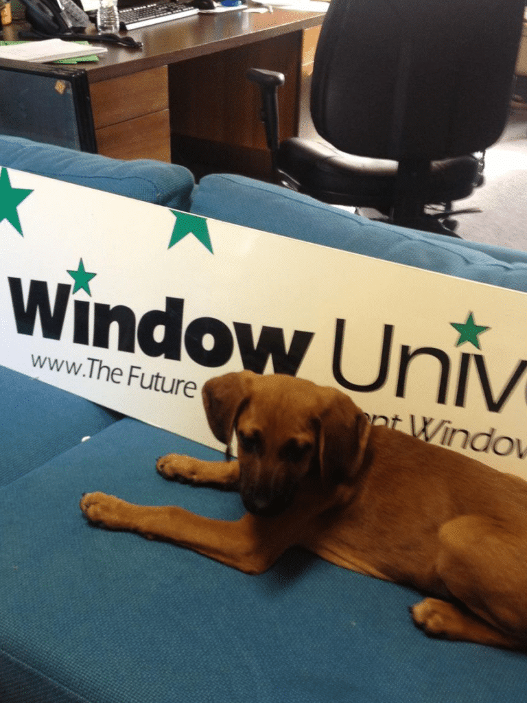 Our office mascot at Window Universe.